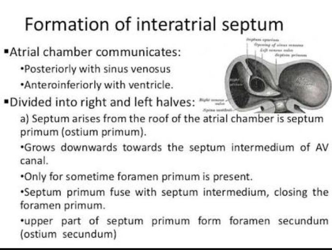 Formation of interatrial sptum