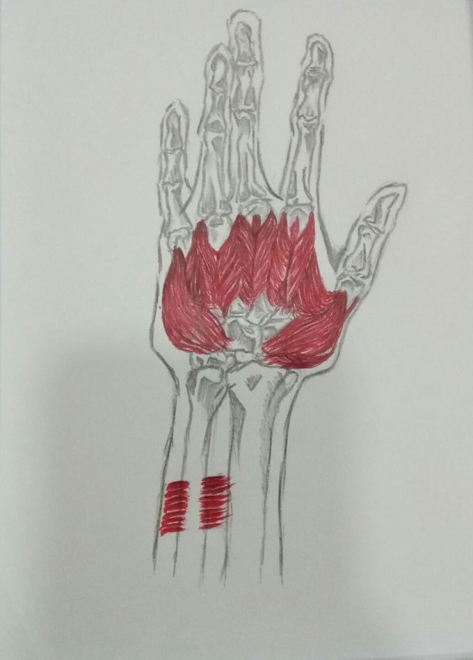 Hand anatomy
