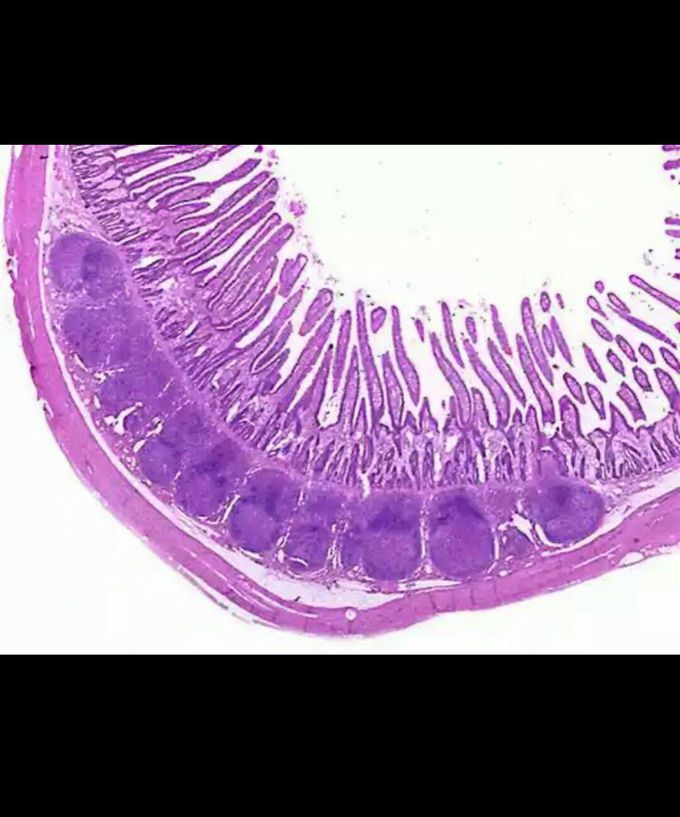 Histology ..................What is this ?