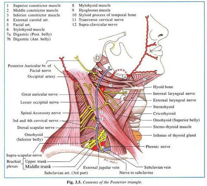 Contents of posterior triangle☝