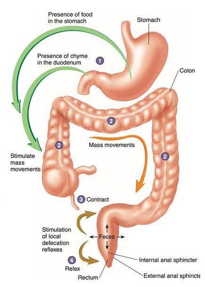 Gastrocolic Reflex