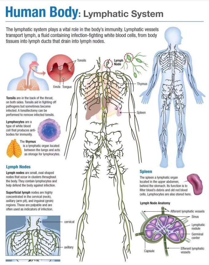 Lymphatic System