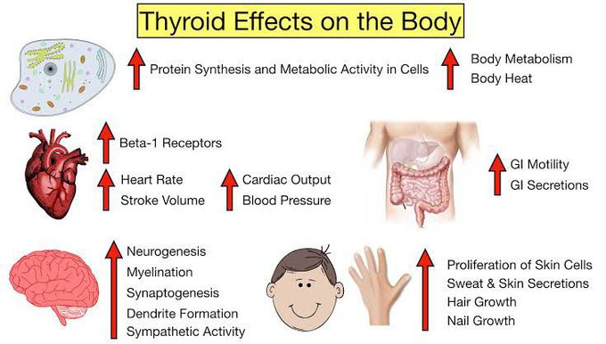 Thyroid Effects on the Body