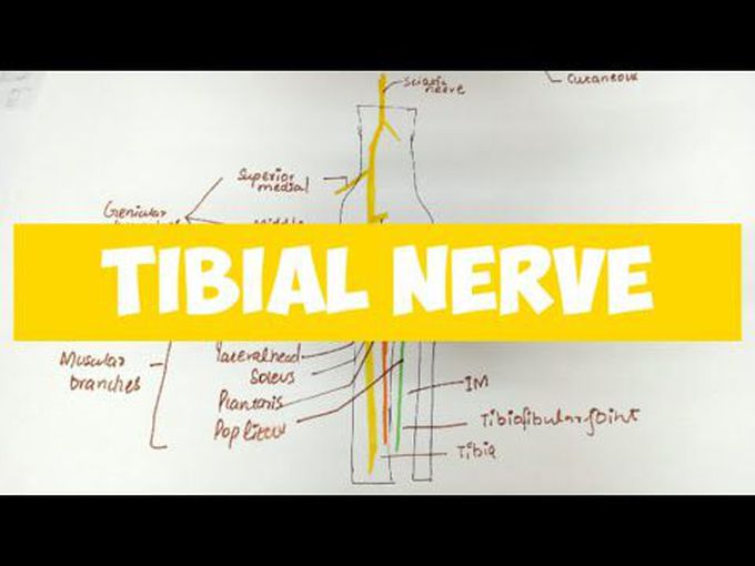 Branches of the tibial nerve