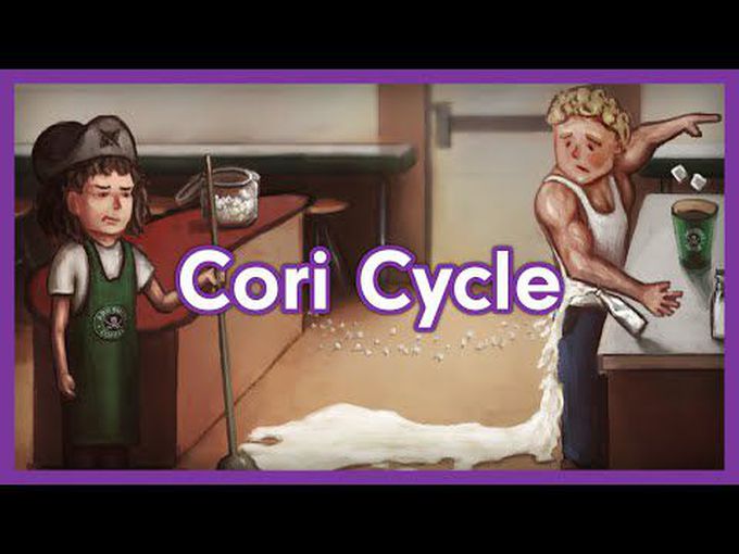 The Cori Cycle-Visual Mnemonic