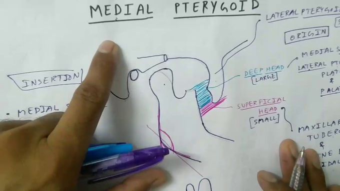 Muscle of mastication ( Medial pterygoid )