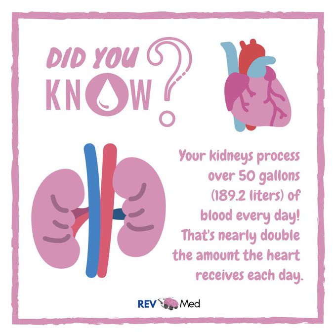 Did You Know? - REV Med Anatomy!