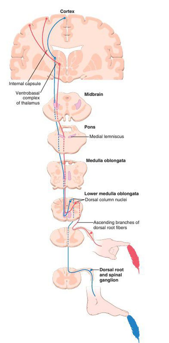 Dorsal column–medial lemniscal pathway