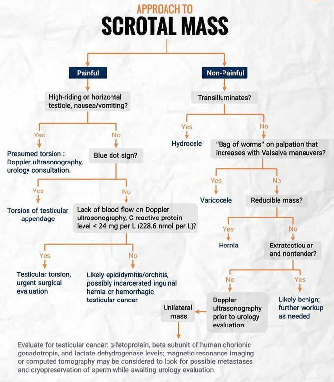 Approching a Scrotal Mass