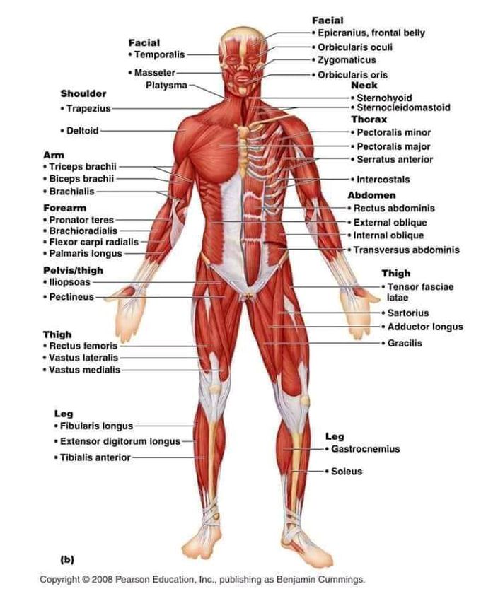 body musckes labelling