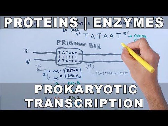 Prokaryotic Transcription-Proteins and Enzymes