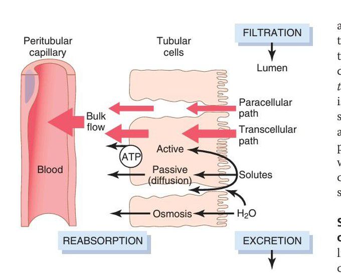 Reabsorption across kidney tubules