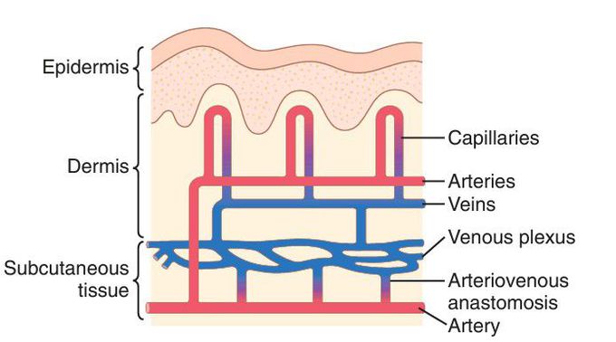 Skin circulation