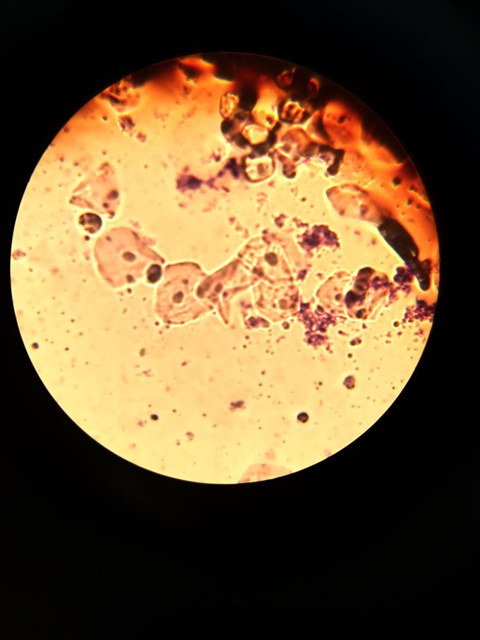 Saliva cells