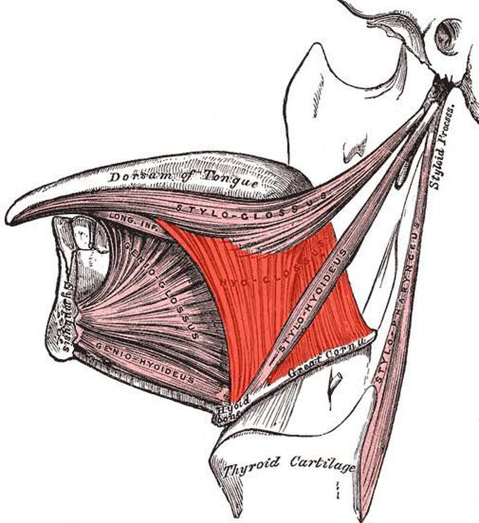 Hyoglossus muscle