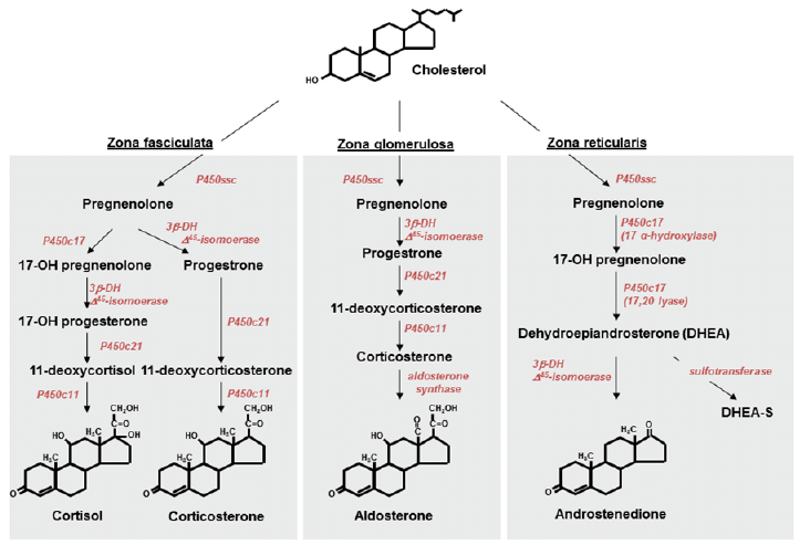 Synthesis of Steroid Hormones from Cholesterol