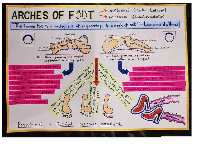 Arches of foot