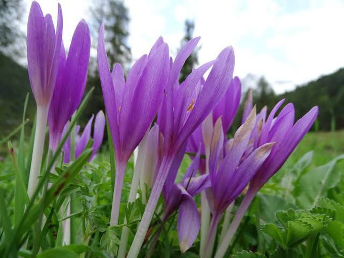 Colchicum autumnale