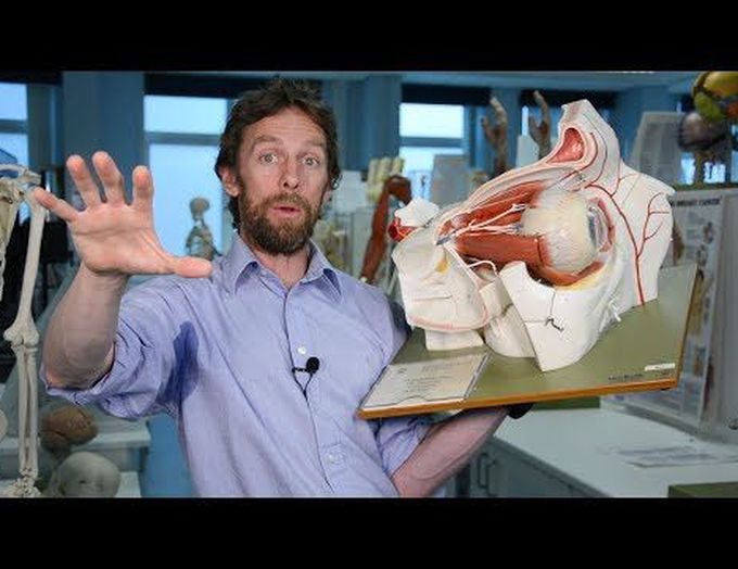 Intraocular muscles & nerves (anatomy, pupils and lens)