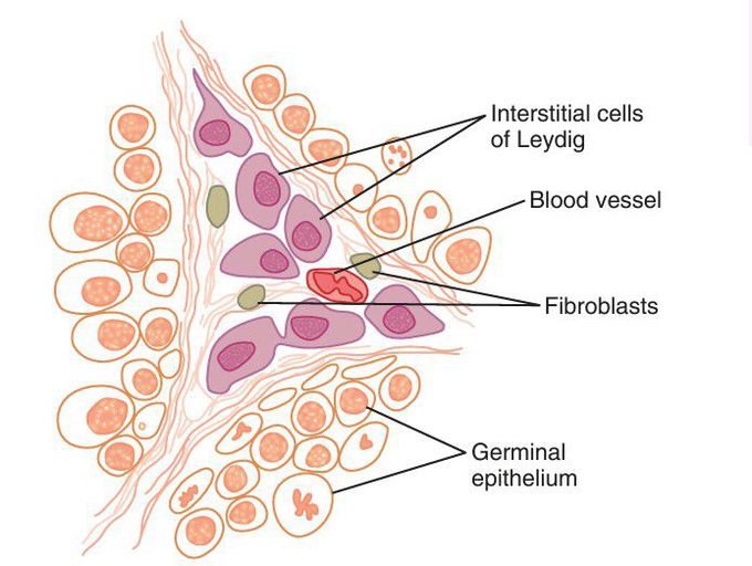 Leydig cells