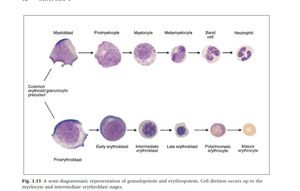 Series Of Cell - Medizzy