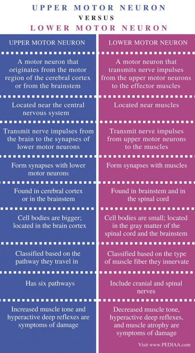 Upper vs Lower Motor Neuron