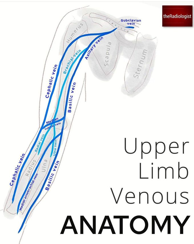 Upper Limb Anatomy VII