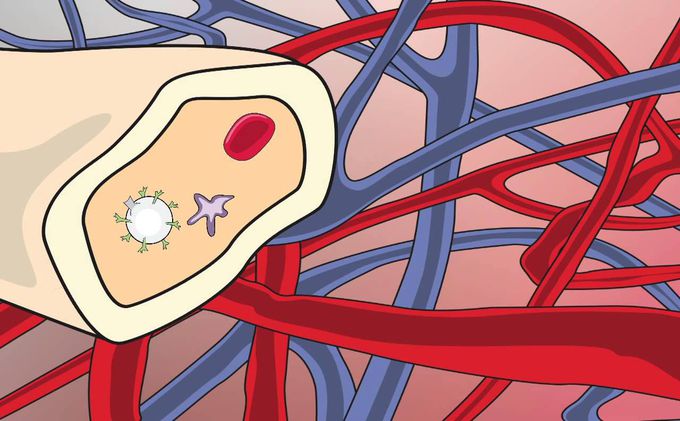 Blood Stem Cell Video