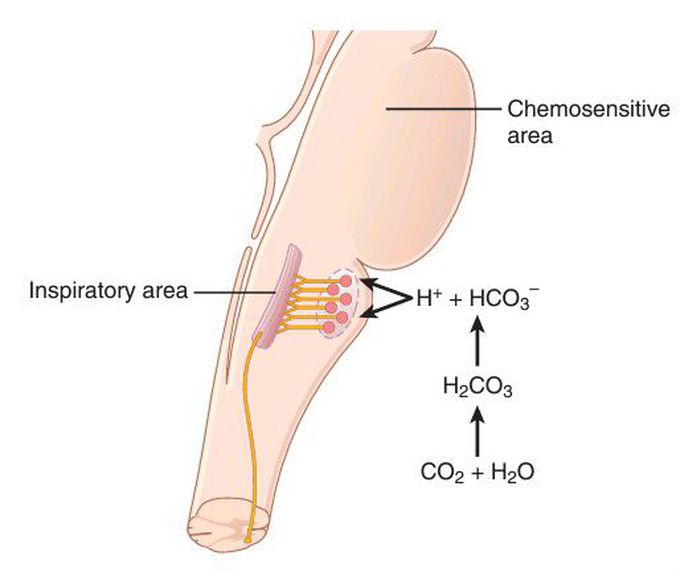 Brainstem inspiratory area