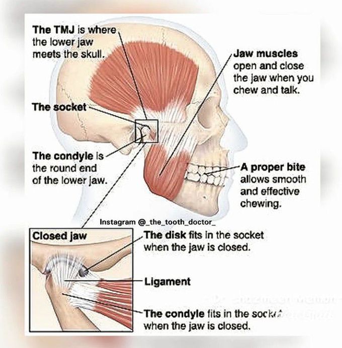 Muscles of the TMJ