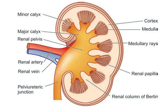 Kidney