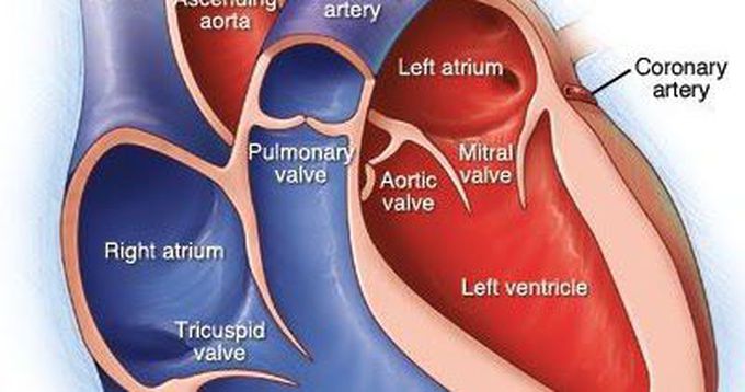 A journey inside your heart.