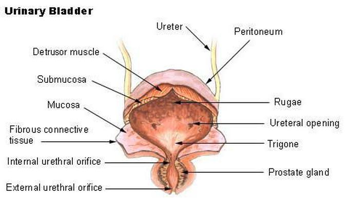 Anatomy of urinary bladder