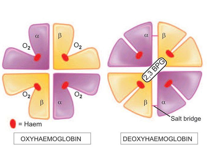 Haemoglobin