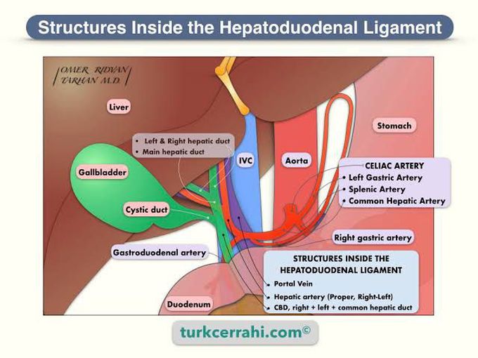 Hepatoduodenal ligaments structure