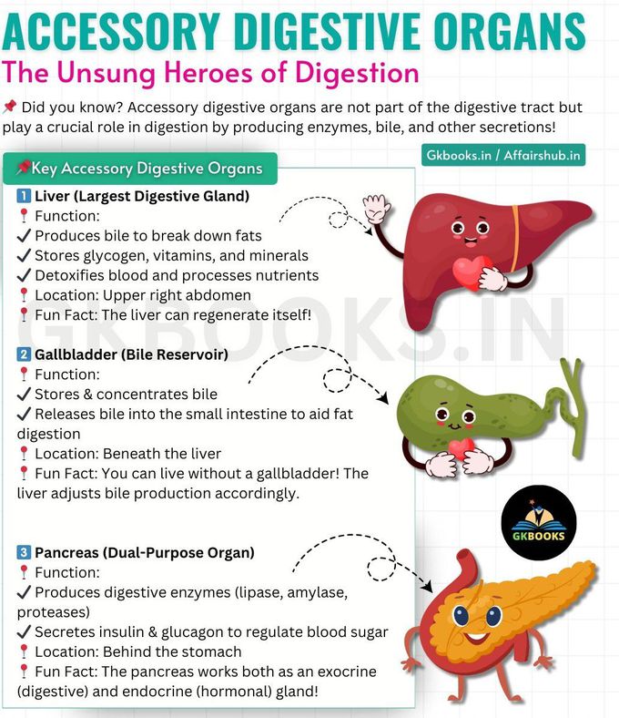 Accessory Digestive Organs