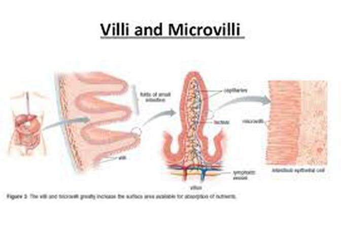 Villi and microvilli