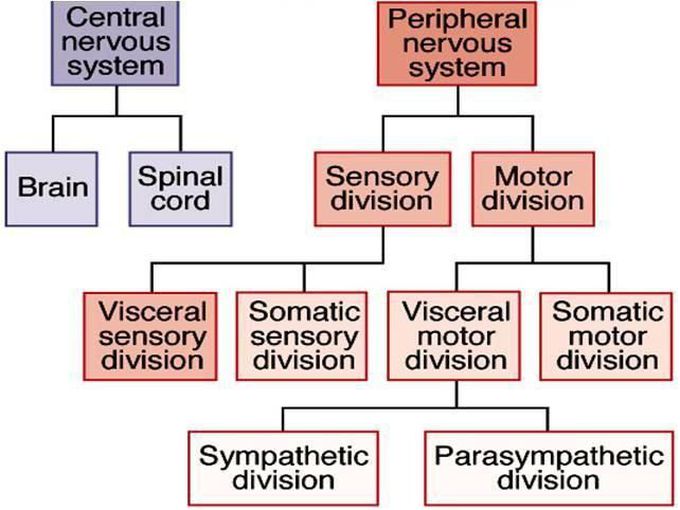 Central nervous system