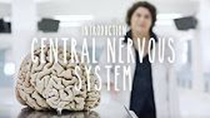 UBC NEUROANATOMY - YouTube
