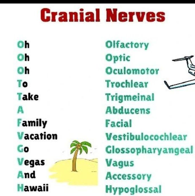 Cranial nerves mnemonic