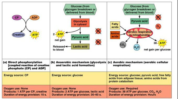 Where muscles get there energy from