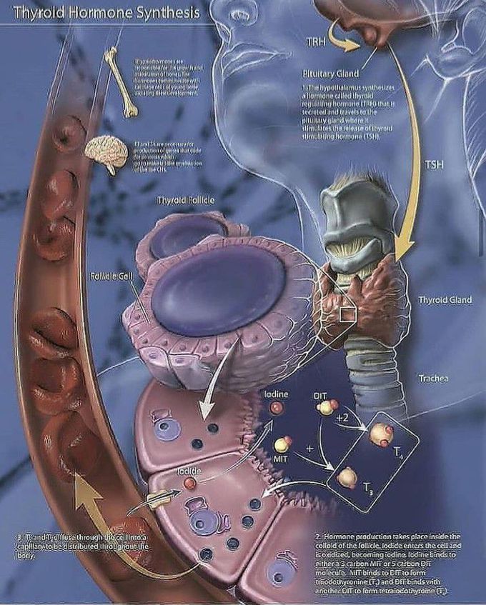 Synthesis of thyroid hormone
