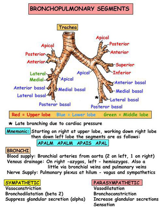 Instant Anatomy - Thorax - Areas/Organs - Respiratory system - Bronchopulmonary segme… | Respiratory therapist student, Respiratory system anatomy, Respiratory care
