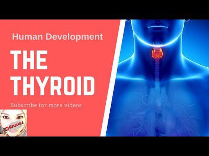 Precise development of thyroid