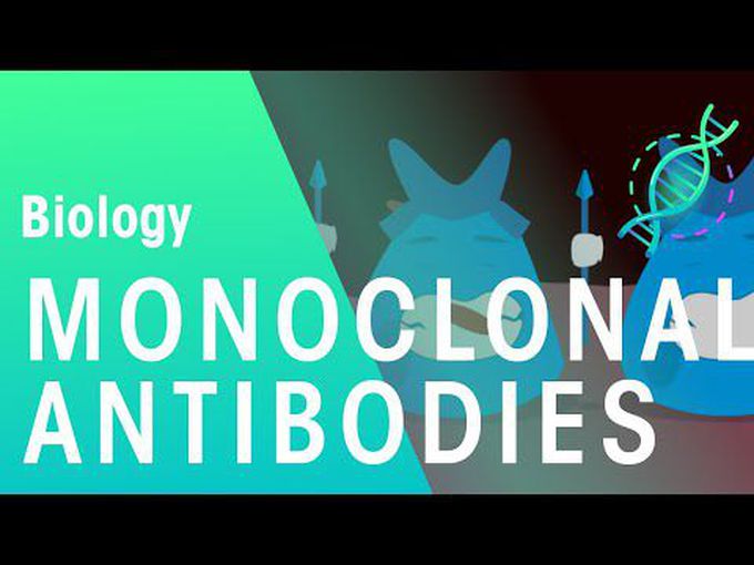 Antibodies of monoclonal genera