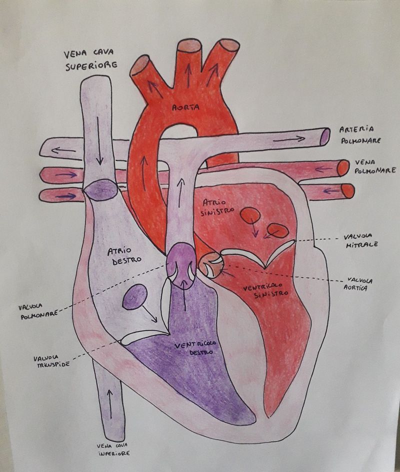 Heart drawing - MEDizzy