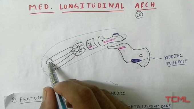 medial longitudinal arch of foot