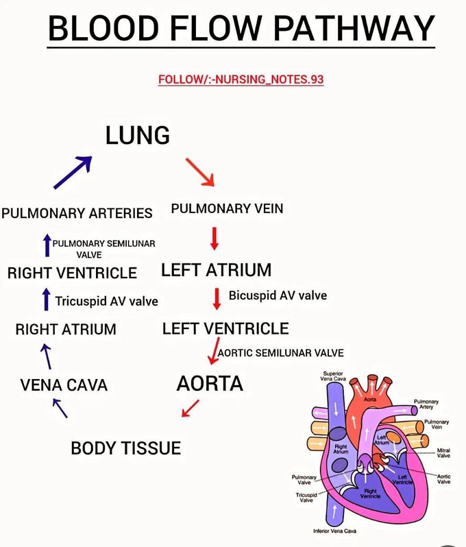 Blood Flow Pathway