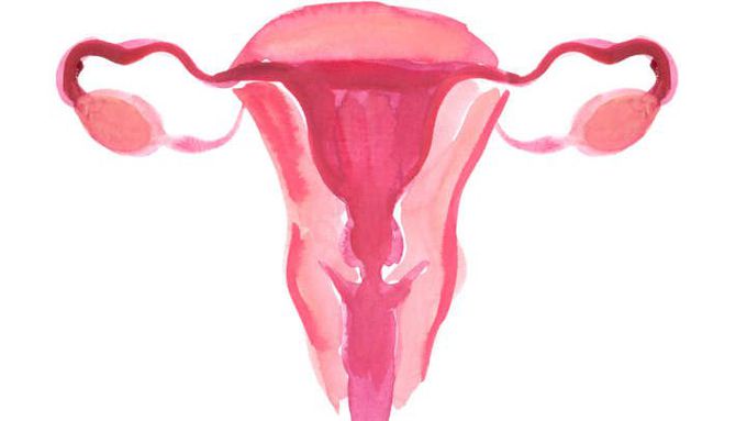Your Uterus Affects How Your Brain Works