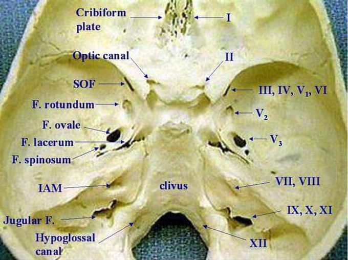 Basis ossis crani - MEDizzy